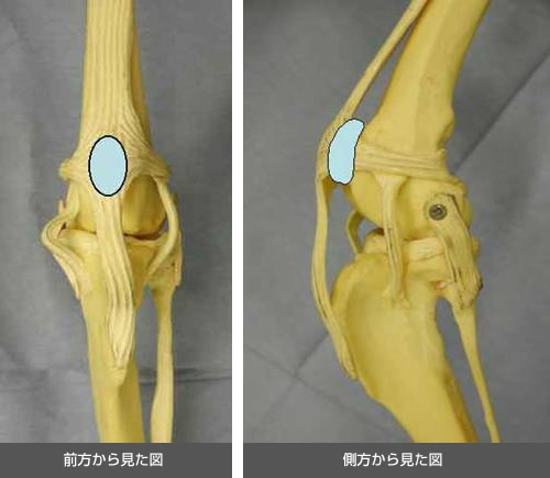 犬の膝蓋骨脱臼図2